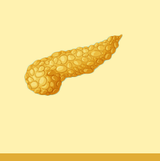 pancreas